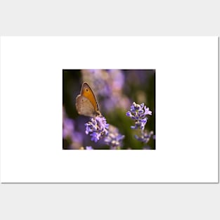 Honeybee on a lavender flower Posters and Art